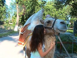     . 2014. As I made friends with a camel. 2014.