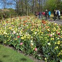 Keukenhof �� ������� ��������� ������