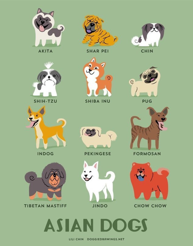 Dog breeds