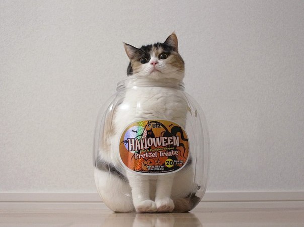 Приключения трехлитрового кота. - 6