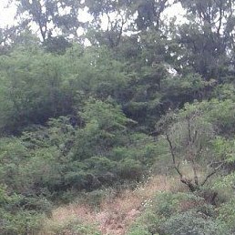 Rahid, ����, 63 ����