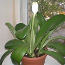 Haemanthus albiflos    :  