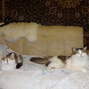 ���� � ��� �� ������� ������� �