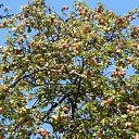 ���� ����, �����-���������, 57 ��� - ��������� 22 ������� 2015 � ������ ��������