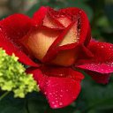 ���� �������, ���������, 49 ��� - ��������� 21 ��� 2015 � ������ ������ ��������