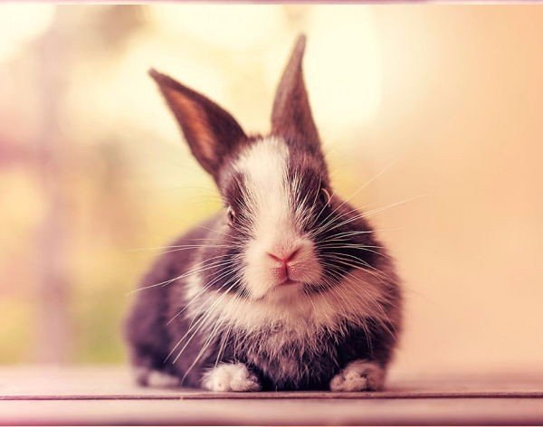       .#animal@travel.blog - 10