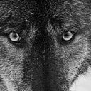  Natulya,  -  20  2015    