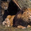 ���� ����, ������������, 43 ���� - ��������� 8 ���� 2015 � ������ ������ ��������