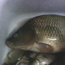 ���� ������, ������, 44 ���� - ��������� 7 �������� 2015 � ������ ���� ����������