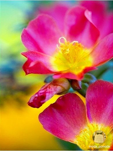 ,   ,  ,       . - 2