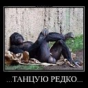 ���� �������, ��������, 61 ��� - ��������� 3 ��� 2015 � ������ �������