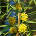 ���� �����, �����, 64 ���� - ��������� 9 ���� 2015 � ������ ����� ���� ���� (07.06.2015)�