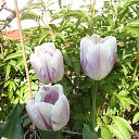 ���� ���������, ����� - ��������� 10 ��� 2015 � ������ ���� ��������� ������