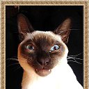 ���� ��������, ���� - ��������� 26 ���� 2015 � ������ ������ ��������