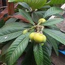  Igor, , 51  -  3  2015    