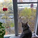 ���� ��������, ������, 67 ��� - ��������� 27 ������� 2015 � ������ ���� ����������