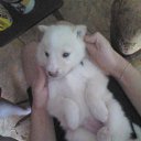 ���� ��������, ��������, 31 ��� - ��������� 20 ��� 2015 � ������ ��� ��� ����