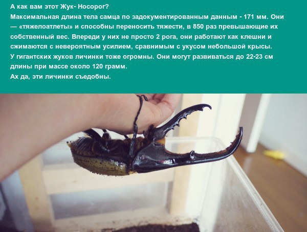    (  ).  ,    ... - 4
