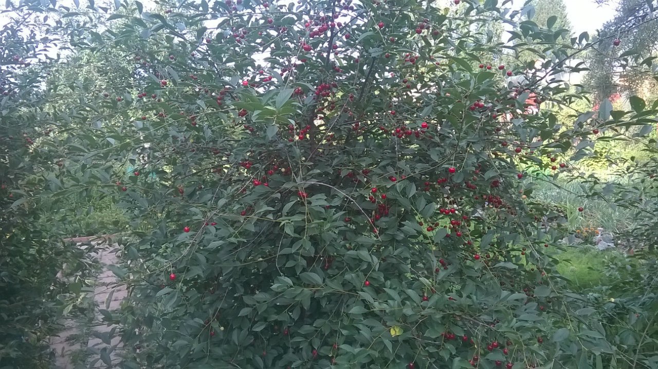 ������� ������������ - 10 ������� 2015 � 21:07 - 6