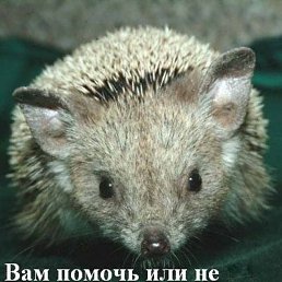 ���� Sofa, ��������� - ��������� 21 ���� 2015