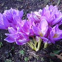  , , 61  -  9  2015   ۻ