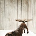 ���� �������, ���������, 55 ��� - ��������� 20 ���� 2015 � ������ ������ ��������