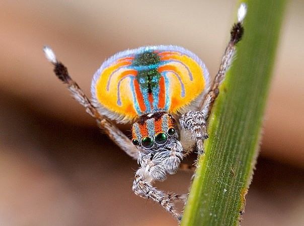      Maratus Volans    ,  .