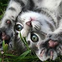 ���� O.l., �����, 59 ��� - ��������� 28 ��� 2015 � ������ ���� ����������