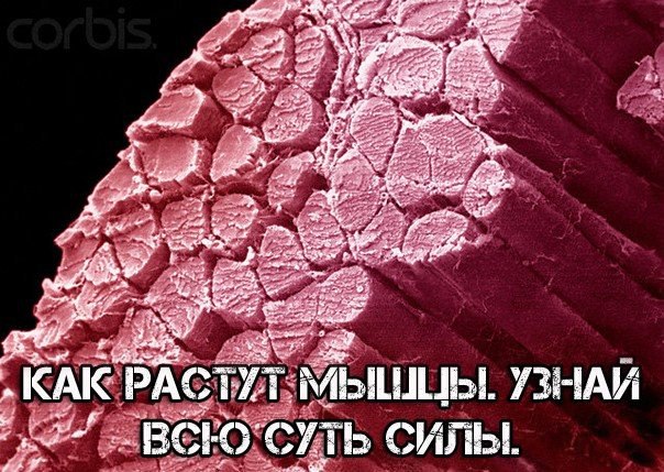 Sustanon ��������� ����: ����.