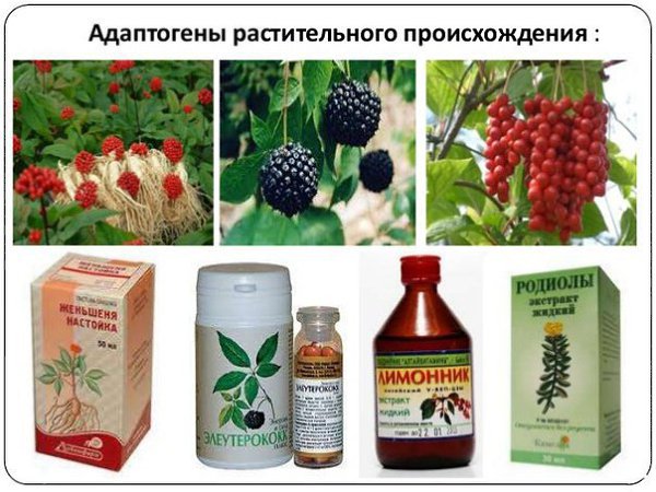 Самые лучшие тонизирующие растения.Можно ли верить в силу природных средств и лекарственных трав? ...