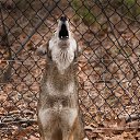 ���� ���, ������, 33 ���� - ��������� 12 �������� 2015