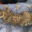 ���� ���������, ����-���� - ��������� 8 ��� 2015