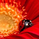 ���� �������, ������ - ��������� 24 ��� 2015 � ������ ���� ����������