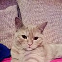 ���� ����, ������, 49 ��� - ��������� 28 ������ 2015 � ������ ���� ����������