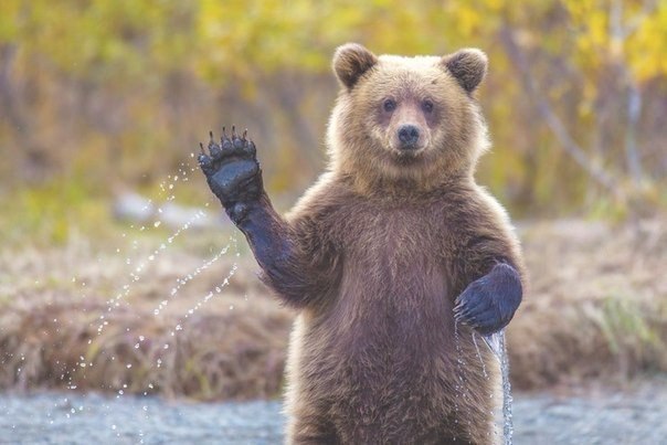 Полная версия известного стихотворения. А. Усачев Мишка косолапый По лесу идёт, Шишки собирает, ...