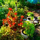 ���� ����, �������, 71 ��� - ��������� 8 ������� 2015 � ������ ���� ����������