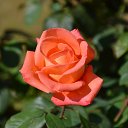 ���� ������, ��������, 62 ���� - ��������� 17 �������� 2015 � ������ ���� ����������