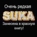���� �������, �������, 43 ���� - ��������� 5 �������� 2015 � ������ ������ ��������