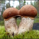  ,  -  8  2015      .