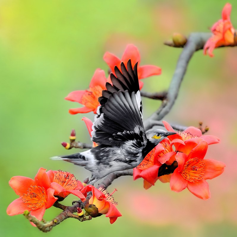    Bombax ceiba.    -  -  ... - 11