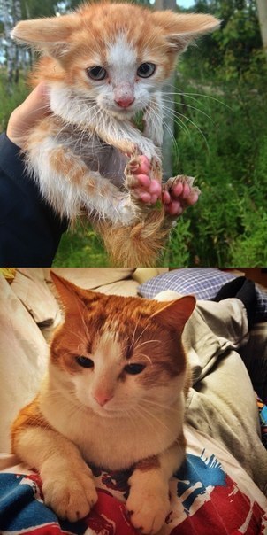    ,   . 4    ,   ,   ...