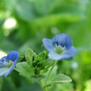 ���� Feruza, ������ - ��������� 20 ��� 2015 � ������ ���� ����������