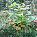 ���� �������, �� �������, �����-��������� - ��������� 17 �������� 2015 � ������ ������. �������� 2015�