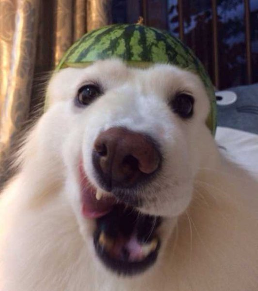 Наш хозяин идиот - 4