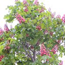 ���� ������, ������������, 51 ��� - ��������� 2 ��� 2015 � ������ �������