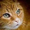 ���� O.l., �����, 59 ��� - ��������� 29 ��� 2015 � ������ ���� ����������