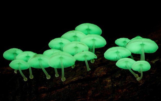  .   Mycena Chlorophos     71   ...