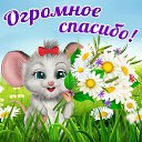 ���� ����, �������, 41 ��� - ��������� 11 ��� 2015 � ������ �������� ��������