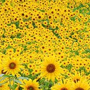 ���� ����, ������ - ��������� 29 ���� 2015 � ������ ���� ����������