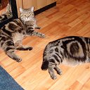   ))), , 57  -  17  2015    !